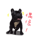 French Bulldog Funny daily（個別スタンプ：33）