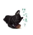 French Bulldog Funny daily（個別スタンプ：35）