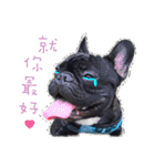 French Bulldog Funny daily（個別スタンプ：36）