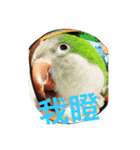 Monk Parakeet（個別スタンプ：1）