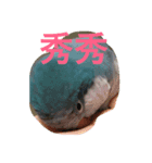 Monk Parakeet（個別スタンプ：2）