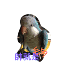 Monk Parakeet（個別スタンプ：3）