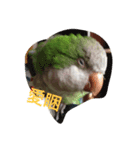 Monk Parakeet（個別スタンプ：4）