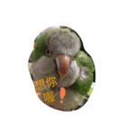 Monk Parakeet（個別スタンプ：5）