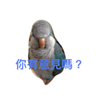 Monk Parakeet（個別スタンプ：6）