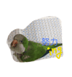 Monk Parakeet（個別スタンプ：7）