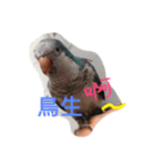 Monk Parakeet（個別スタンプ：8）