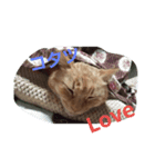 日本の猫 2（個別スタンプ：2）