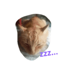 日本の猫 2（個別スタンプ：6）