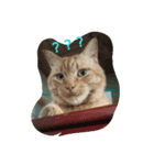 日本の猫 2（個別スタンプ：7）