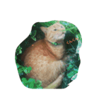 日本の猫 2（個別スタンプ：8）