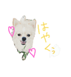 犬達、太郎（個別スタンプ：1）