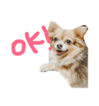 犬達、太郎（個別スタンプ：2）