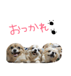 犬達、太郎（個別スタンプ：4）