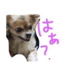 犬達、太郎（個別スタンプ：5）