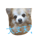 犬達、太郎（個別スタンプ：6）