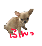 犬達、太郎（個別スタンプ：7）