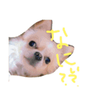 犬達、太郎（個別スタンプ：8）