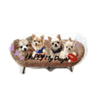 犬達、太郎（個別スタンプ：9）