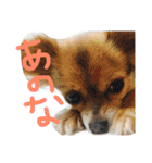 犬達、太郎（個別スタンプ：10）