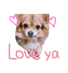 犬達、太郎（個別スタンプ：11）