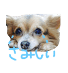 犬達、太郎（個別スタンプ：12）