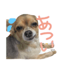犬達、太郎（個別スタンプ：13）