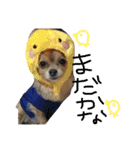 犬達、太郎（個別スタンプ：15）