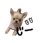 犬達、太郎（個別スタンプ：16）