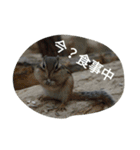 動物たちの声（個別スタンプ：18）