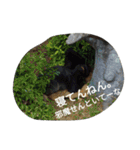 動物たちの声（個別スタンプ：22）