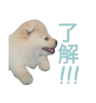 ポメ子とチワワ（個別スタンプ：9）