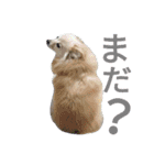 ポメ子とチワワ（個別スタンプ：18）