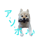 ポメ子とチワワ（個別スタンプ：20）