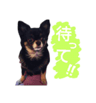 ポメ子とチワワ（個別スタンプ：24）