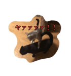 にゃんころろん。（個別スタンプ：2）