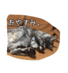 にゃんころろん。（個別スタンプ：3）