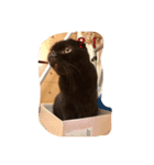 にゃんころろん。（個別スタンプ：4）