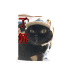 にゃんころろん。（個別スタンプ：8）
