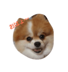 わんちゃんの日常あいさつ（個別スタンプ：1）