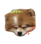 わんちゃんの日常あいさつ（個別スタンプ：2）