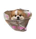 わんちゃんの日常あいさつ（個別スタンプ：3）