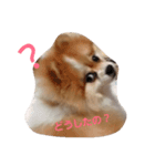 わんちゃんの日常あいさつ（個別スタンプ：4）
