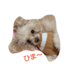 わんちゃんの日常あいさつ（個別スタンプ：6）