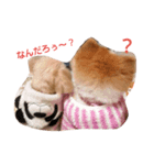 わんちゃんの日常あいさつ（個別スタンプ：8）