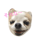 ファンタ（個別スタンプ：3）