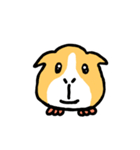 Mr. Mott of a guinea pig（個別スタンプ：1）