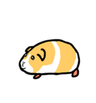 Mr. Mott of a guinea pig（個別スタンプ：2）