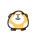 Mr. Mott of a guinea pig（個別スタンプ：3）