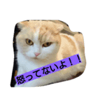 ねこのお昼寝（個別スタンプ：1）